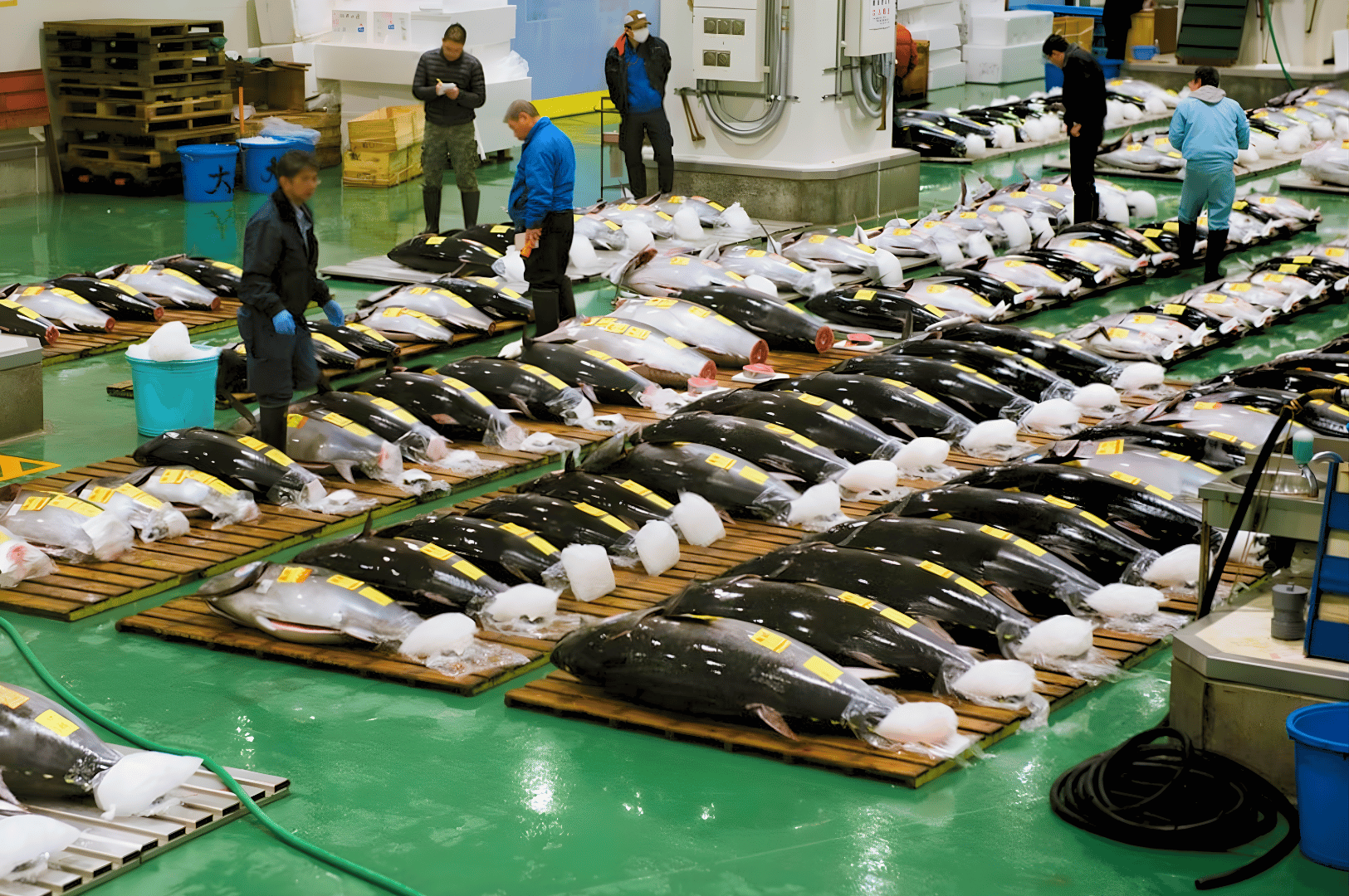 Interior view of a Japanese tuna auction, where rows of massive, tagged tuna lie on wooden pallets under industrial lighting. Buyers in work uniforms and gloves inspect each fish with focused intent, embodying the high-stakes precision behind omakase sourcing. The clean green flooring and orderly layout reflect the ritualistic discipline of Japan’s seafood trade, where quality is scrutinized at scale before entering the hands of elite chefs.