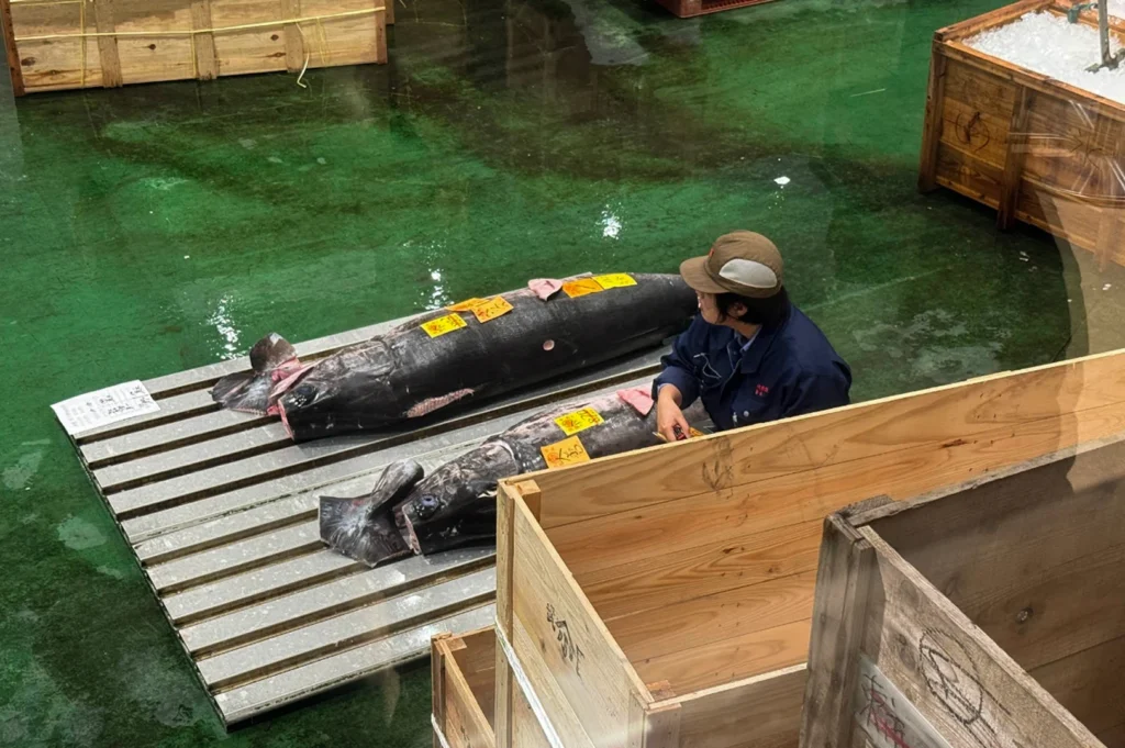 This high-angle shot provides a glimpse into the internal operations of the market, focusing on two massive, frozen tuna lying on a metal pallet atop a green-painted concrete floor. A worker wearing a dark blue uniform and a tan-and-grey cap leans over the smaller tuna, likely inspecting the quality or the yellow identification tags pinned to the fish's dark, frosted skin. Large wooden crates are scattered around the wet floor, and the scene is viewed through a glass partition, reflecting the industrial and fast-paced environment of a professional seafood auction.
