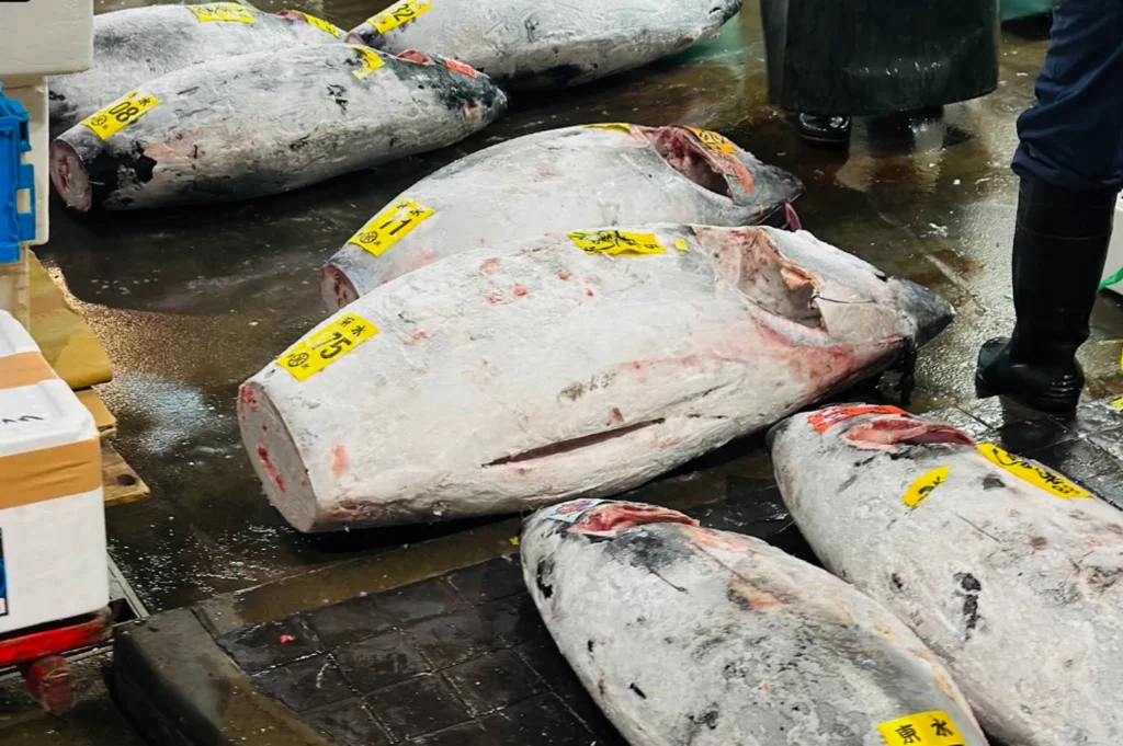 The image provides a stark, close-up look at several large, frozen tuna laid out on a dark, wet floor for inspection. The fish have been prepared for auction with their tails removed and a small section of the flesh near the tail cut open to allow buyers to inspect the fat content and meat quality. Bright yellow numbered tags (like "75", "11", and "08") are stuck to the frosty, silver-grey skin of the tuna. The legs of a worker in waterproof black boots are visible in the background, emphasizing the cold, utilitarian nature of the early morning tuna auctions.